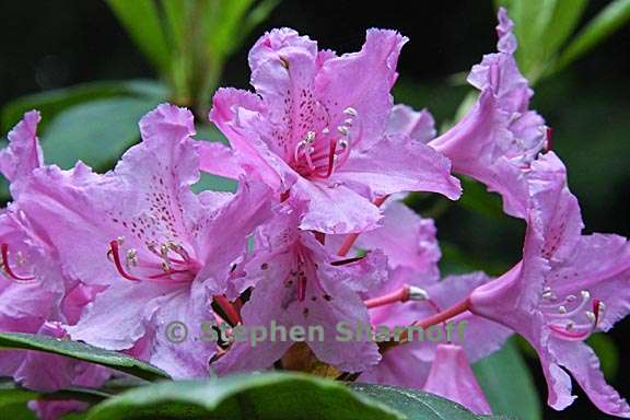 rhododendron macrophyllum 9 graphic